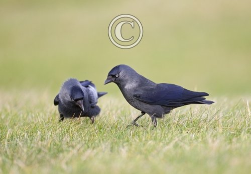 Jackdaws DM0112 